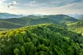 O pădure preistorică răstoarnă tot ce au crezut până acum oamenii de știință