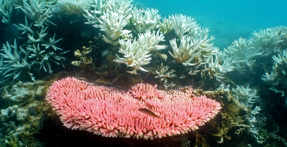 Din misterele Terrei: au fost descoperiţi corali în zone în care nu se credea că aceştia pot trăi