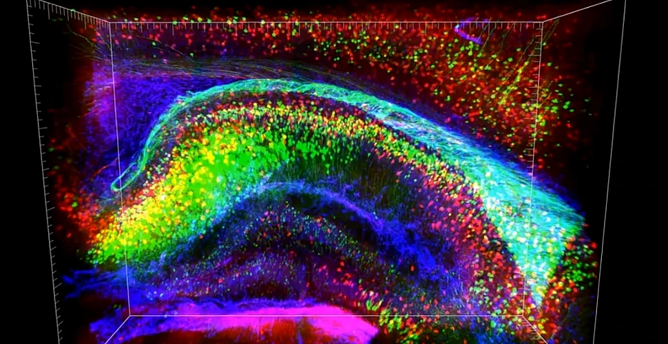 „Cea mai importantă reuşită a ultimelor decenii”: creierul uman devine transparent! (VIDEO)