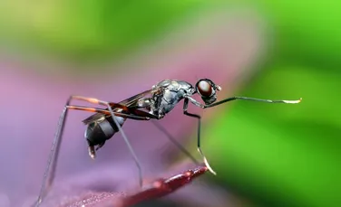 Țânțari rezistenți la insecticide, depistați în Vietnam și Cambodgia