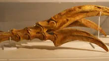 Animalul cu cele mai lungi gheară din istorie. „Probabil unul dintre cele mai bizare experimente” ale evoluției