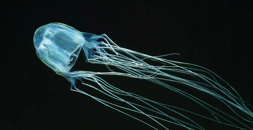 O meduză cu 24 de ochi, abia descoperită, este rudă cu cea mai veninoasă creatură marină din lume