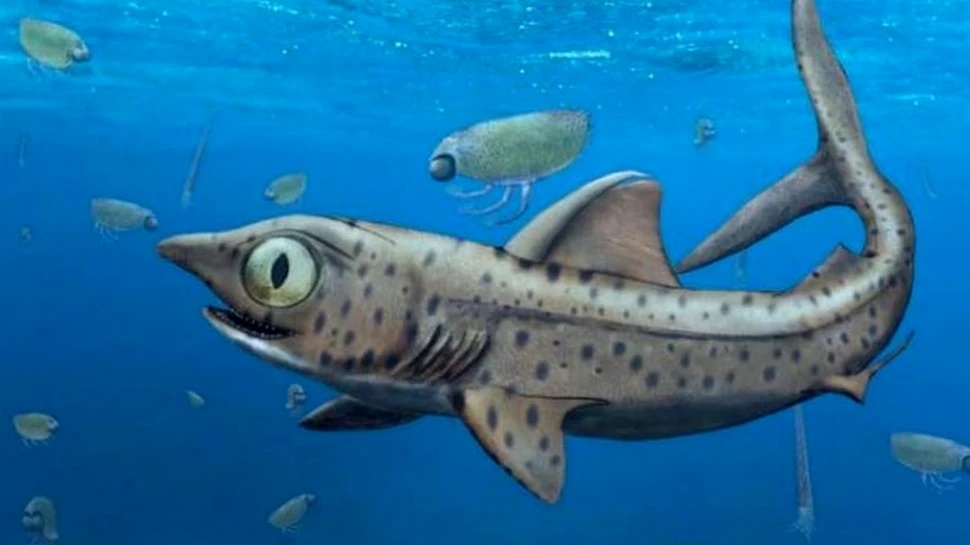 O specie preistorică de rechin descoperită recent avea un maxilar de „coșmar”. Cum funcționa