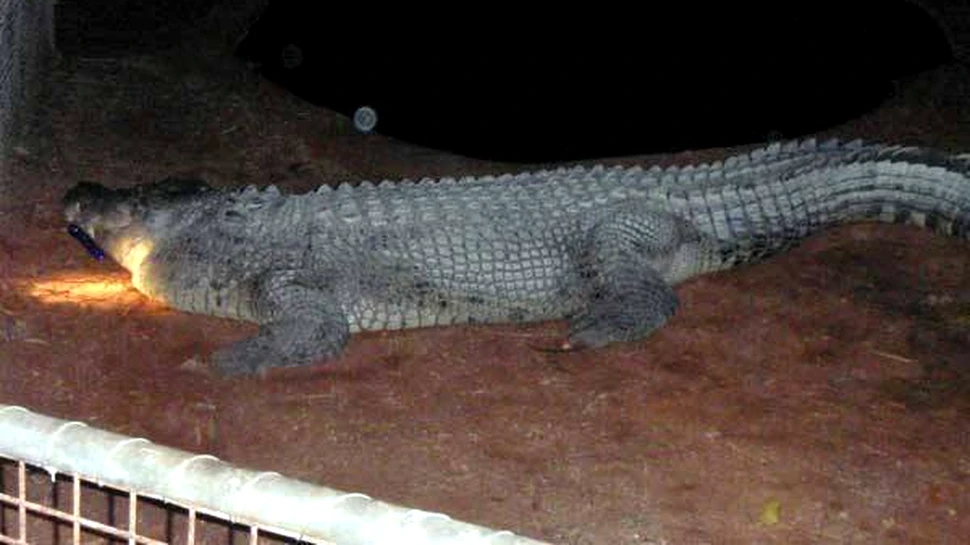 S-a imbatat si a incercat sa calareasca un crocodil de apa sarata
