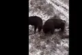 Imagini spectaculoase cu zimbri care se luptă, surprinse în Parcul Natural Vânători Neamț