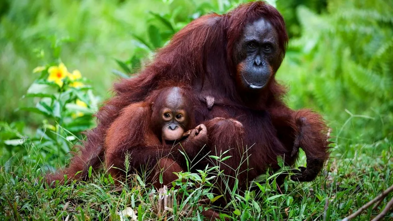 1-primate-123rf 