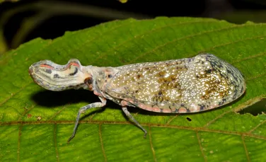 Specii noi sunt descoperite mai repede ca niciodată