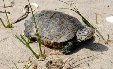 Un pui de țestoasă cu două capete a fost găsit la Cape Cod. Este al treilea caz în cinci ani