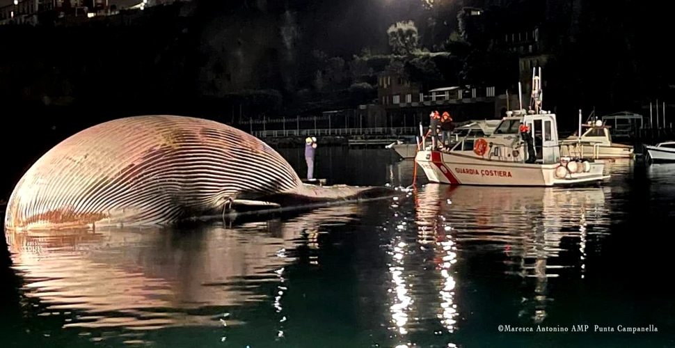 Una dintre cele mai mari balene din Marea Mediterană a fost găsită moartă de Garda de Coastă italiană