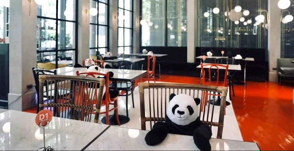 Urşii panda ajută la respectarea măsurilor de distanţare socială în Thailanda