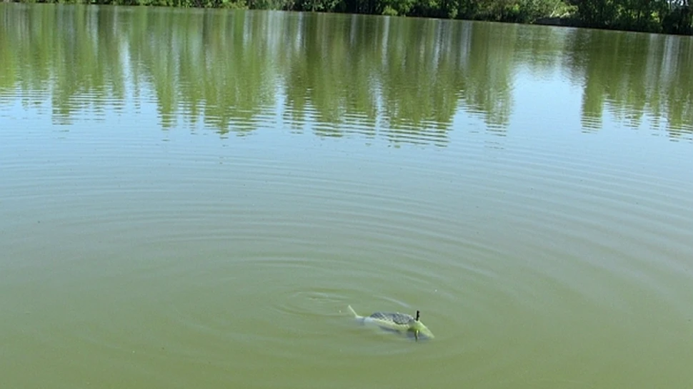 Peştii-robot vor fi folosiţi pentru a monitoriza poluarea din lacuri şi râuri (VIDEO)