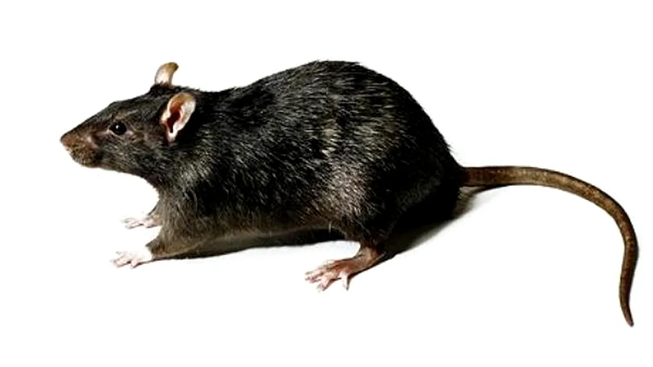 1-rat 