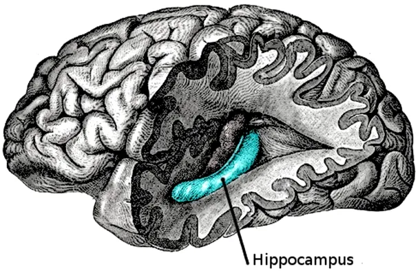 Hipocampul