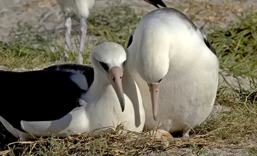 Ce trebuie să știi despre albatroși, cele mai mari păsări zburătoare din lume