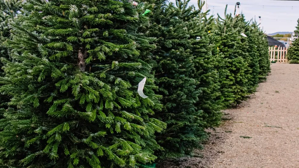 Peste 16.000 de pomi de Crăciun, vânduți prin Regia Națională a Pădurilor – Romsilva