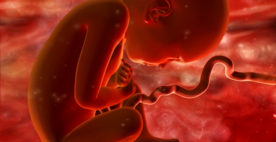 Lichidul amniotic ar putea vindeca bolile intestinale în cazul copiilor născuţi prematur