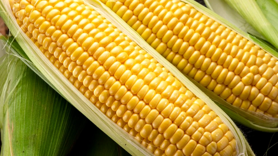 Un proces inspirat de păianjeni transformă proteinele din porumb într-un material similar plasticului