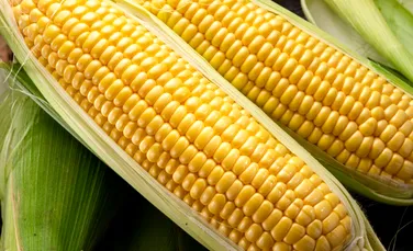 Un proces inspirat de păianjeni transformă proteinele din porumb într-un material similar plasticului