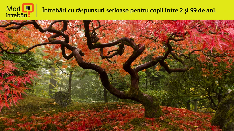 Care este scopul grădinilor Zen?