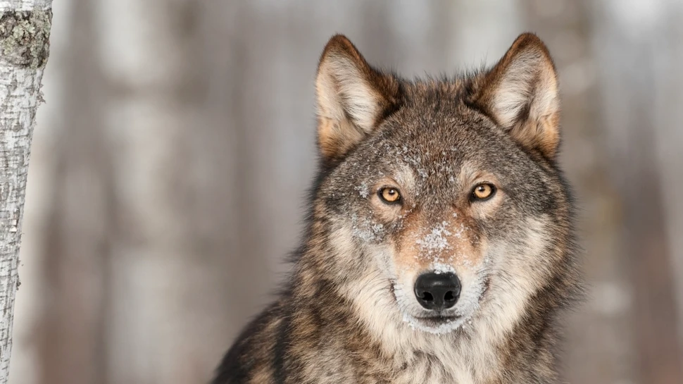Prădătorii îşi cer drepturile! Animalele se întorc în fostele habitate, unde acum trăiesc oameni