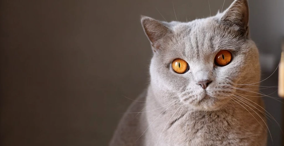 Un studiu a testat loialitatea pisicilor față de oamenii lor. Concluzia a fost cât se poate de clară