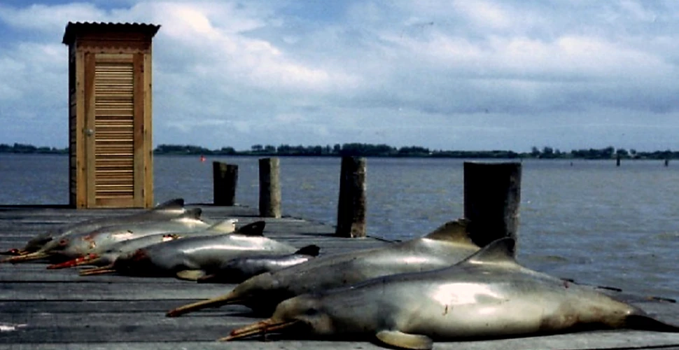 Singura specie de delfini ce trăieşte atât în apă dulce, cât şi în apă sărată, riscă să dispară în curând