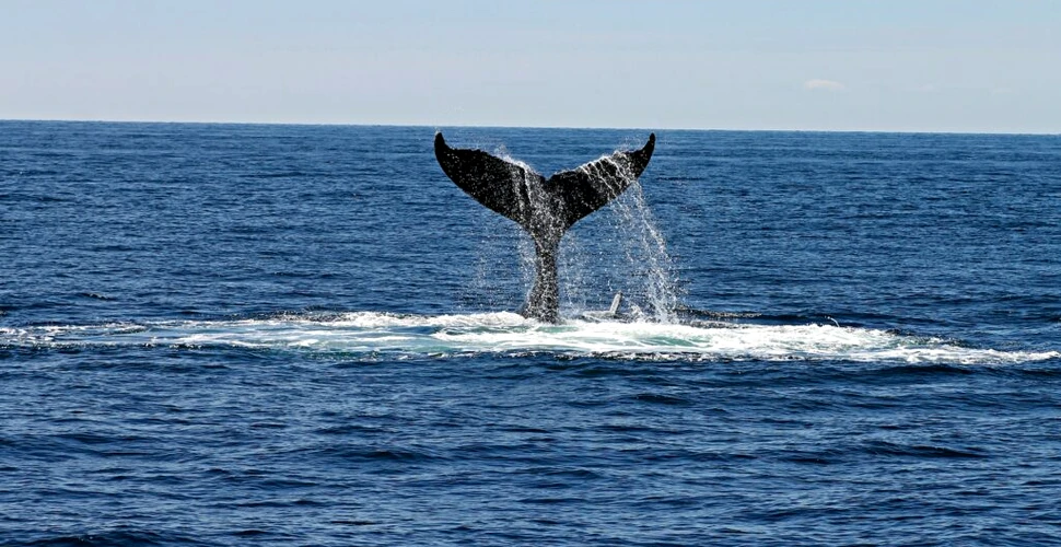 O balenă ar fi provocat moartea a 5 persoane în Noua Zeelandă