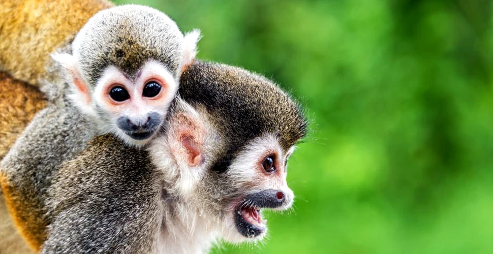 60% din speciile de primate sunt în pericol de a fi pe cale de dispariţie. Care este principalul vinovat şi cum pot fi salvate