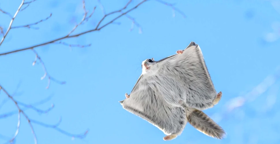 Veverițele zburătoare dau mari bătăi de cap finlandezilor