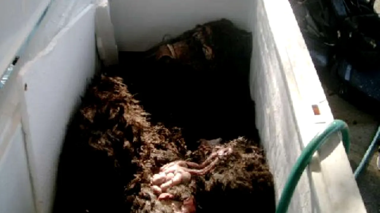 1-thawed-creature-freezer1 