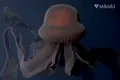 Întâlnire rară în adâncurile oceanului. O „meduză fantomă gigant”, observată de cercetători