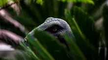 Un nou dinozaur cât o găină, descoperit pe „insula dinozaurilor” din Marea Britanie
