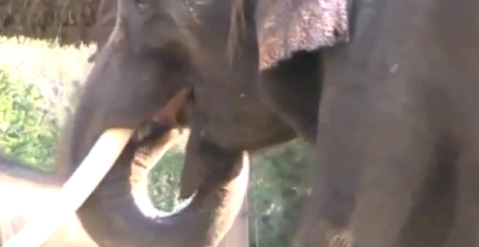Koshik: elefantul care imită vorbirea umană (VIDEO)