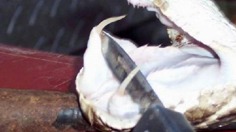 O reptila-gigant a speriat Florida