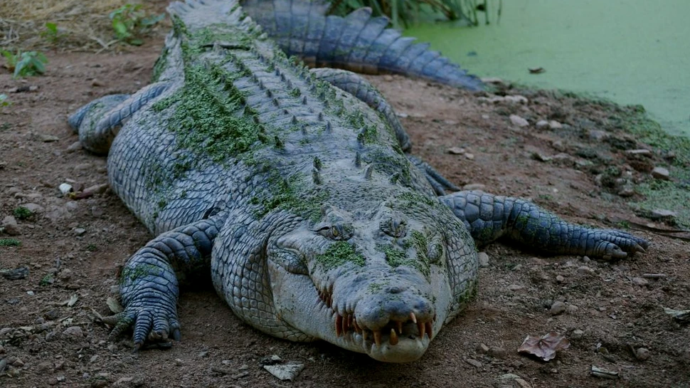 Rămășițele unui bărbat dispărut, descoperite în stomacul unui crocodil uriaș într-un stat australian