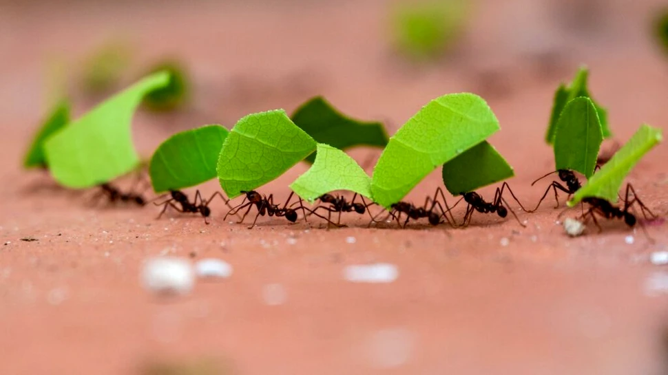 Iată cum furnicile ar putea rezolva problemele traficului urban