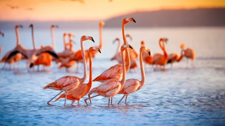 Cum creează păsările flamingo „tornade” subacvatice pentru a-și prinde prada