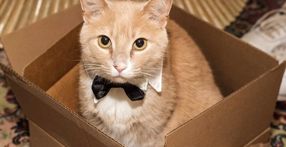 Fizicienii au reuşit să reproducă ,,pisica” lui Schrodinger. Procesul ar putea dezvălui limitele lumii cuantice