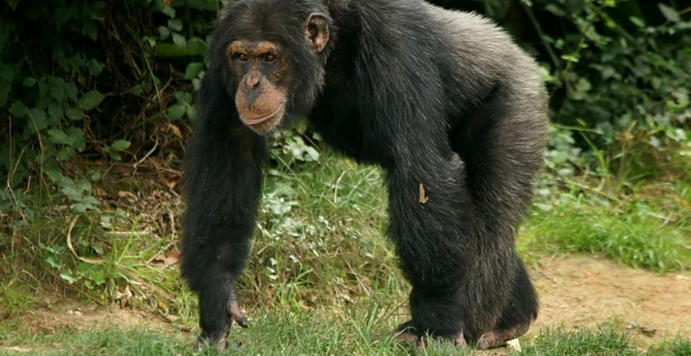 Cimpanzeii se tratează cu plante medicinale