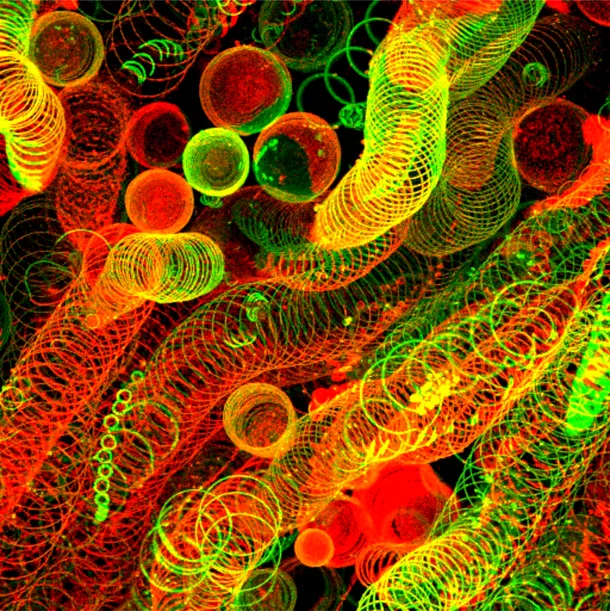 Fotografi IMPRESIONANTE realizate cu un tip special de lentile surprind minunata lume microscopică
