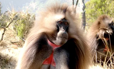 Maimuţele care „vorbesc”: cercetătorii sunt surprinşi de asemănarea extraordinară între sunetele babuinilor gelada şi vorbirea umană (VIDEO)