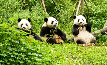 De ce nu mănâncă urșii panda mai multă carne?