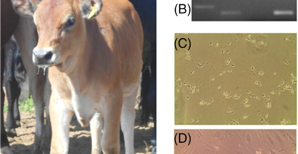 Prima vacă transgenică poate produce insulină umană direct în lapte