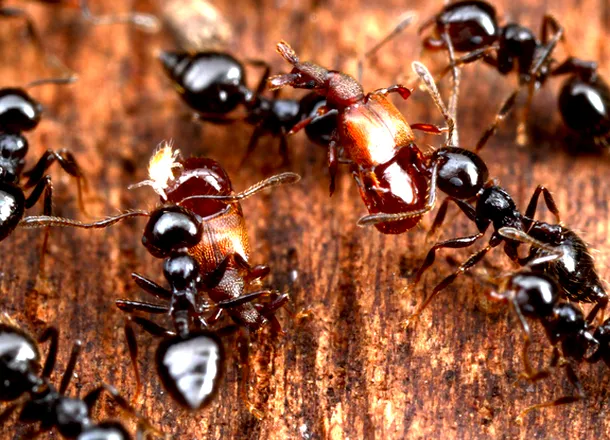 Furnicile lucrătoare transportă un gândac parazit prin colonie