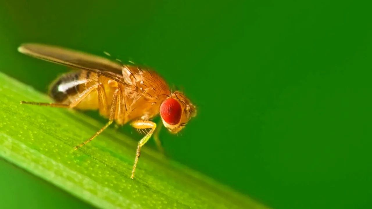 muștele să se reproducă fără masculi_shutterstock_descoperă 