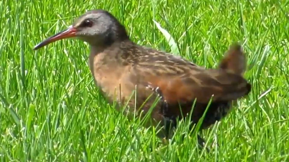 O specie de păsări care a intrat în extincţie acum 136.000 de ani a ”revenit la viaţă” după ce a evoluat din nou