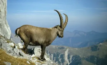 Caprele ibex ataca barajul de la Cingino (VIDEO)