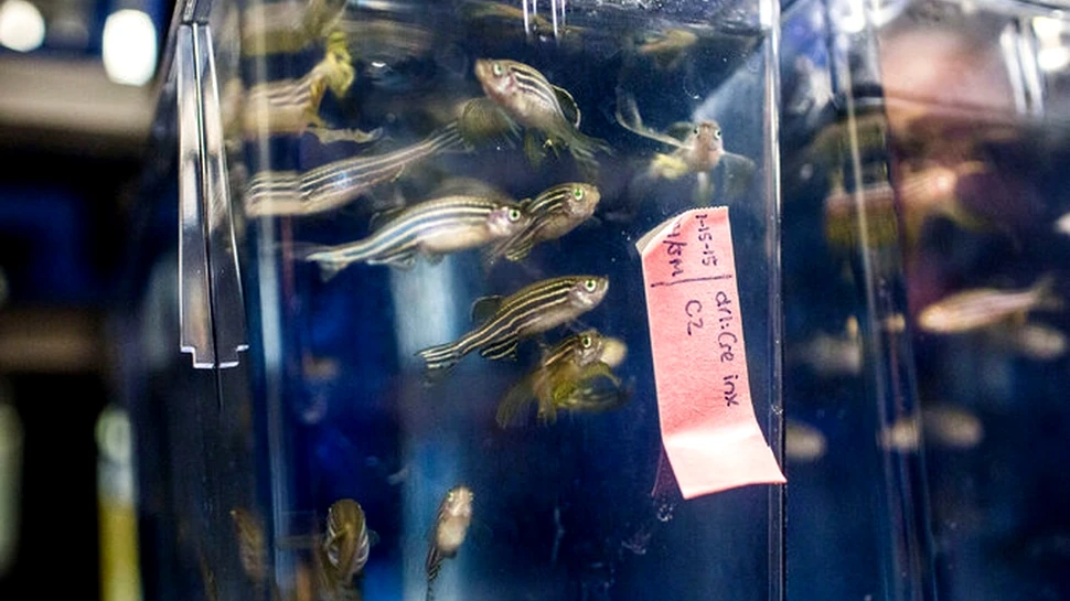 O sigură celulă poate elucida misterul apariţiei şi dezvoltării cancerului