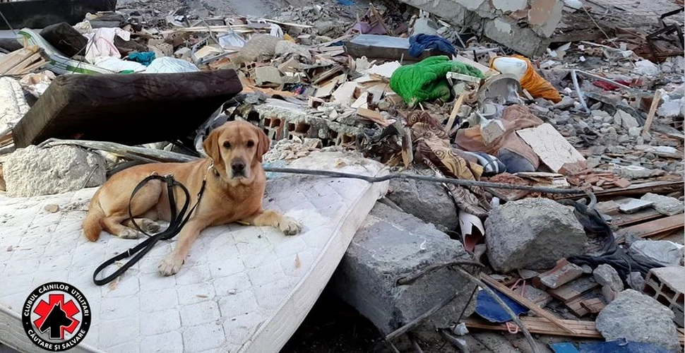 Doi câini salvatori din România ajută la căutarea victimelor cutremurului din Albania