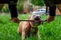 O rasă de câini din Statele Unite ar putea fi interzisă în Marea Britanie